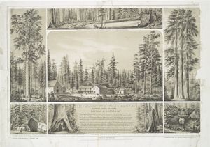 The mammoth tree grove, Calaveras County California