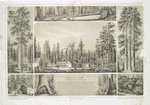 The mammoth tree grove, Calaveras County California