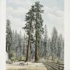 Sequoia wellingtonia, the Two Guardsmen.