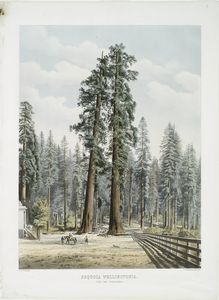 Sequoia wellingtonia, the Two Guardsmen.