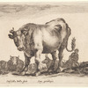 Un bœuf allant à gauche