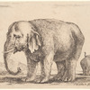 Un éléphant dirigé vers la gauche
