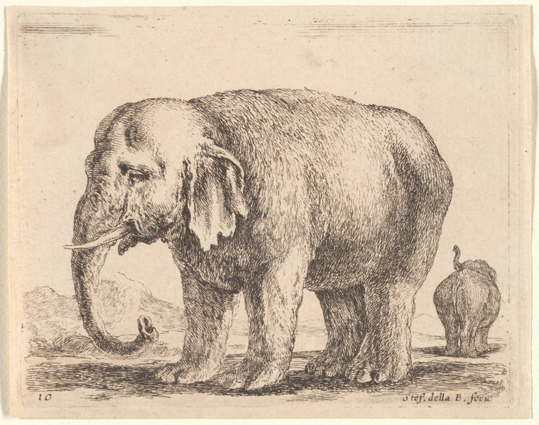 Un éléphant dirigé vers la gauche - NYPL Digital Collections