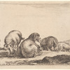 Des moutons et des béliers dans un pâturage