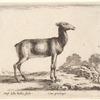 Un biche dirigée vers la droite