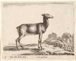 Un biche dirigée vers la droite