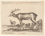 Un cerf allant à gauche