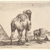 Un chameau vu par la croupe