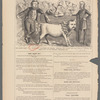 The prize calf "S.L. Woodford," fattened by Messrs. Greeley and Curtis for the special purpose of being cut up on Tuesday, November 8th