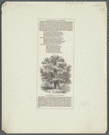 "The Sydney Oak," at Penshurst