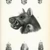 1. Epomophorus (Hysignathus) monstrosus; 2. Epomophorus macrocephalus; 3. Epomophorus  gambianus; 4. Epomophorus  franqueti; 5. Epomophorus  comptus; 6. Epomophorus  pusillus.