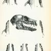 Pteropus leucopterus; 2. Pteropus aneiteanus; 3. Pteropus scapulatus; 4. Ptropus lombocensis; 5. Pteropus fuscus; 6. Pteropus jubatus.