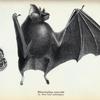Rhinolophus euryotis; 1a. Nose-leaf (enlarged).