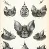 1. Rhinolophus coelophyllus; 2. Rhinolophus luctus; 3. Rhinolophus trifoliatus; 4. Rhinolophus philippinensis; 5. Rhinolophus affinis; 6. Rhinolophus euryale; 7. Rhinolophus blasii; 8. Rhinolophus hipposideros; 9. Rhinolophus landeri; 10. Rhinolophus ferrum-equinum; 11. Rhinolophus capensis; 12. Rhinolophus oethiops.