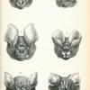 1. Trioenops persicus; 2. Rhinonycteris aurantia; 3. Phyllorhina tridens; 4. Phyllorhina tricuspidata; 5. Phyllorhina stoliczkana; 6. Coeolops frithii.