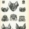 1. Phyllorhina cyclops; 2. Phyllorhina commersonii; 3. Phyllorhina armigera; 4. Phyllorhina diadema; 5. Phyllorhina pygmæa; 6. Phyllorhina fuliginosa; 7. Phyllorhina cervina; 8. Phyllorhina larvata; 9. Phyllorhina bicolor; 10. Phyllorhina fulva; 11. Phyllorhina amboinensis.