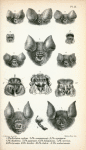 1. Phyllorhina cyclops; 2. Phyllorhina commersonii; 3. Phyllorhina armigera; 4. Phyllorhina diadema; 5. Phyllorhina pygmæa; 6. Phyllorhina fuliginosa; 7. Phyllorhina cervina; 8. Phyllorhina larvata; 9. Phyllorhina bicolor; 10. Phyllorhina fulva; 11. Phyllorhina amboinensis.