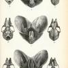 1. Megaderma spasma; 2. Megaderma lyra; 3. Megaderma frons.