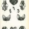 1. Nycteris hispida; 2. Nycteris javanica; 3. Nycteris oethiopica; 4. Nycteris mactoris; 5. Nycteris thebaica; 6. Antrozcus pallidus; 7. Nyctophilus timoriensis; 8. Plecotus (Corinorhinus) macrotis; 9. Plecotus auritus; 10. Synotus barbastellus.