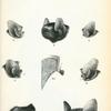 1. Vesperugo platyrhinus; 2. Vesperugo pumilis; 3. Vesperugo tickelli; 4. Vesperugo noctula, var. lasiopterus; 5. Vesperugo maderensis; 6. Vesperugo pulcher; 7. Vesperugo georgianus; 8. Vesperugo tylopus; 9. Vesperugo nanus.