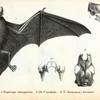 1. Vesperugo stenopterus; 2-2b. Vesperugo noctula; 3. Vesperugo (Scotozous) dormeri.