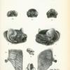 1. Chalinolobus tuberculatus; 2. Chalinolobussignifer; 3. Chalinolobus nigrogriseus; 4. Chalinolobus gouldii; 5. Chalinolobus (Glauconycteris) argentatus; 6. Chalinolobus poensis.