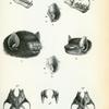 1. Scotophilus gigas; 2. Scotophilus rueppillii; 3. Scotophilus pallidus; 4. Scotophilus greyii; 5. Scotophilus temminckii; 6. Scotophilus ornatus.
