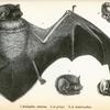 1. Atalapha cinerea; 2. Atalapha grayi; 3. Atalapha intermedia.