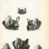 1. Harpiocephalus auratus; 2. Harpiocephalus harpia; 3. Harpiocephalus cyclotis; 4. Harpiocephalus leucogaster; 5. Kerivoula lanosa; 6. Kerivoula hardwickii; 7. Kerivoula pellucida; 8. Natalus stramineus.