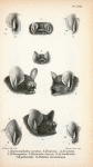 1. Harpiocephalus auratus; 2. Harpiocephalus harpia; 3. Harpiocephalus cyclotis; 4. Harpiocephalus leucogaster; 5. Kerivoula lanosa; 6. Kerivoula hardwickii; 7. Kerivoula pellucida; 8. Natalus stramineus.