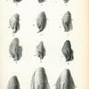 1. Vespertilio macrotarsus; 2. Vespertilio megalopus; 3. Vespertilio capaccinii; 4. Vespertilio adversus; 5. Vespertilio hasseltii; 6. Vespertilio bocagii; 7. Vespertilio insularum; 8. Vespertilio muricola; 9. Vespertilio mystacinus; 10. Vespertilio murinus; 11. Vespertilio africanus; 12. Vespertilio bechsteinii.