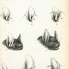 1. Vespertilio longipes; 2. Vespertilio chinensis; 3. Vespertilio welwitschii; 4. Vespertilio montivagus; 5. Vespertilio goudotii; 6. Vespertilio levis; 7. Vespertilio nitidus; 8. Vespertilio albescens; 9. Vespertilio nigricans; 10. Vespertilio subulatus; 11. Vespertilio lucifugus.