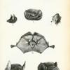 1. Emballonura nigrescens; 2. Coleura seychellensis; 3. Coleura afra; 4. Rhynchonycteris naso; 5. Taphozous affinis; 6. Taphozous peli; 7. Diclidurus albus; 8. Noctilio albiventer.