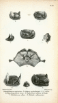 1. Emballonura nigrescens; 2. Coleura seychellensis; 3. Coleura afra; 4. Rhynchonycteris naso; 5. Taphozous affinis; 6. Taphozous peli; 7. Diclidurus albus; 8. Noctilio albiventer.