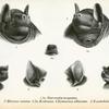 1. 1a. Cheiromeles torquatus; 2. Molossus nasutus; 3. 3a. Molossus abrasus; 4. Nyctinomus albiventer; 5. Nyctinomus acetabulosus.