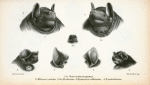 1. 1a. Cheiromeles torquatus; 2. Molossus nasutus; 3. 3a. Molossus abrasus; 4. Nyctinomus albiventer; 5. Nyctinomus acetabulosus.