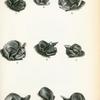 1. Nyctinomus africanus; 2. Nyctinomus tragatus; 3. Nyctinomus brachypterus; 4. Nyctinomus angolensis; 5. Nyctinomus megalotis; 6. Nyctinomus macrotis; 7. Nyctinomus gracilis; 8. Nyctinomus brasiliensis; 9. Nyctinomus australis.