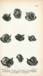 1. Nyctinomus africanus; 2. Nyctinomus tragatus; 3. Nyctinomus brachypterus; 4. Nyctinomus angolensis; 5. Nyctinomus megalotis; 6. Nyctinomus macrotis; 7. Nyctinomus gracilis; 8. Nyctinomus brasiliensis; 9. Nyctinomus australis.