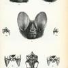1. Lonchorhina aurita; 2. Macrophyllum neuwiedii; 4. Vampyrus spectrum; 4. Vampyrus (Chrotopterus) auritus; 5. Schizostoma  megalotis; 6. Phylloderma stenops.