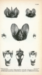 1. Lonchorhina aurita; 2. Macrophyllum neuwiedii; 4. Vampyrus spectrum; 4. Vampyrus (Chrotopterus) auritus; 5. Schizostoma  megalotis; 6. Phylloderma stenops.