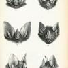 1. Macrotus waterhousii; 2.  Trachyos cirrhosus; 3. Phyllostoma hastatum; 4. Phyllostoma elongatum; 5. Tylostom crenulatum; 6. Mimon bennetti.