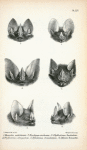 1. Macrotus waterhousii; 2.  Trachyos cirrhosus; 3. Phyllostoma hastatum; 4. Phyllostoma elongatum; 5. Tylostom crenulatum; 6. Mimon bennetti.
