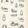 1. Lonchorhina aurita; 2.  Lophostoma bidens; 3. Schizostoma megalotis; 4. Trachyops cirrhosus; 5. Carollia breviacauda.