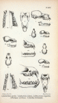 1. Lonchorhina aurita; 2.  Lophostoma bidens; 3. Schizostoma megalotis; 4. Trachyops cirrhosus; 5. Carollia breviacauda.