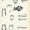 1. Rhinophylla pumilio; 2. Glossophaga soricina; 3. Monophyllus redmani; 4. Lonchoglossa caudifera; 5. Choeronycteris mexicana; 6. Choeronycteris minor.