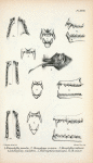 1. Rhinophylla pumilio; 2. Glossophaga soricina; 3. Monophyllus redmani; 4. Lonchoglossa caudifera; 5. Choeronycteris mexicana; 6. Choeronycteris minor.