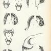1. Artibeus planirostris; 2. Stenoderna achradophilum; 3. Stenoderna  falcatum; 4. Pygoderma bilabiatum; 5. Sturnira lilium.