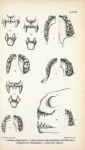 1. Artibeus planirostris; 2. Stenoderna achradophilum; 3. Stenoderna  falcatum; 4. Pygoderma bilabiatum; 5. Sturnira lilium.