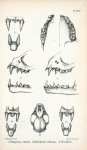1. Vampyrops vittatus; 2. Chiroderma villosum; 3. Chiroderma salvini.