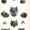 1. Artibeus planirostris; 2.  Ametrida centurio; 3. Pygoderma bilabiatum; 4. Sturnira lilium; 5. Brachyphylla cavernarum; 6. Centurio senex; 7. Desmodus rufus.